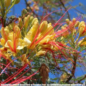 Bird of yellow paradise, Caesalpinia Gilliesii